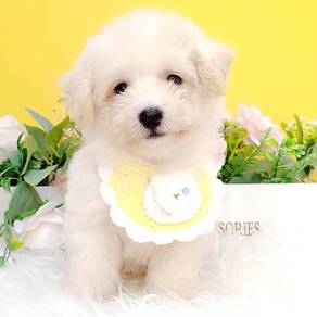 Maltipoo