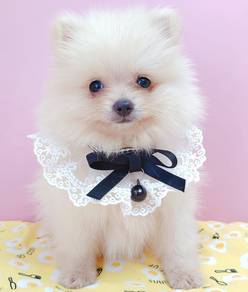 Mini size Tiny Mini Pomeranian Puppy Dog PT196