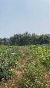 Agricultural Land in Muar, JHR