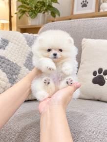 Pomeranian white male puppy PROMO