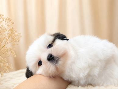 Shih Tzu Boy