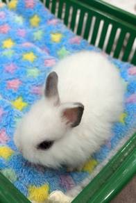 Netherland Dwarf Rabbit