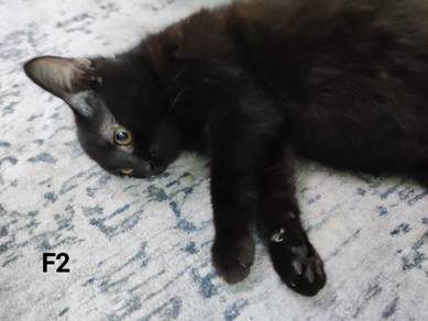 Kitten for adoption