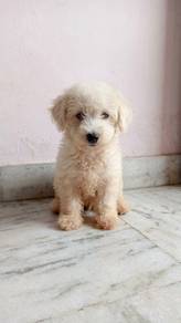male toy poodle 9months