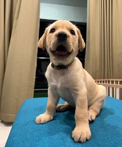 lebodaretriver puppies available 