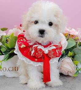 Bichon