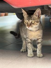 Kucing Comel for Adoption