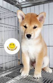 MM3000 Shiba inu lovely puppy dog