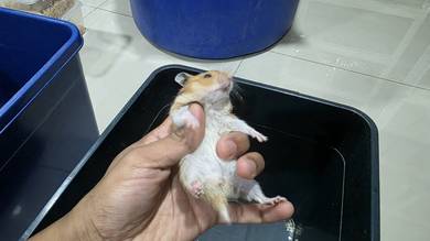 Girl syrian Hamster age 2 month