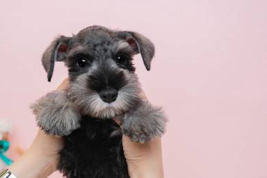 Schnauzer