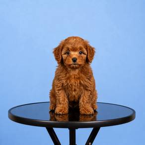 Tiny Poodle