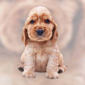 Cocker spaniel puppy male and female