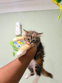 DLH Cat