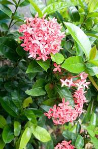 Ixora Pink Delight