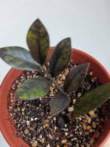 Zamioculcas black Raven rare zz plant