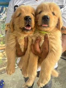 GOLDEN RETRIEVER PUPPIES M760 🌻 黃金獵犬 Cream / Gold