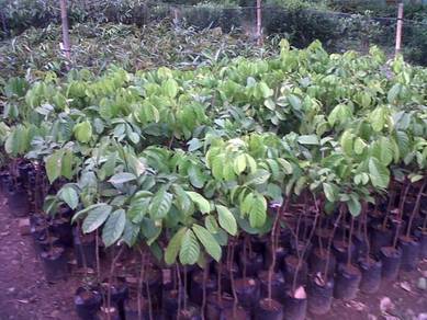 Anak pokok duku