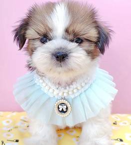 Shih Tzu
