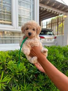 maltipoo puppies: