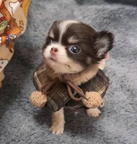 Chihuahua
