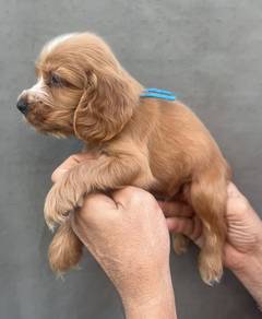 ENGLISH COCKER SPANIEL PUPPIES C41 🌻 Male