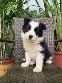 Black White BorderCollie with Purebreed