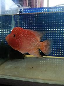 flowerhorn 