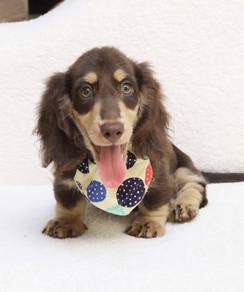 MINIATURE DACHSHUND Puppies VIP56🐻 Male