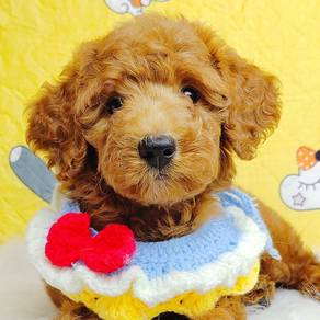 Tiny Toy Poodle