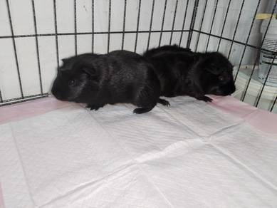guinea pig jantan