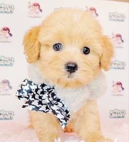 Maltipoo (Maltese mix poodle)