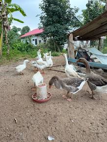 angsa untuk dijual