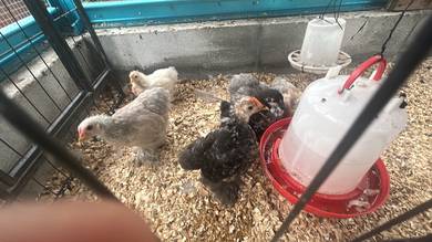 Anak Ayam Pekin For Sale