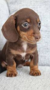 K1618 Loving Long Body Puppy Short Legs Small Dog