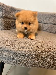 mini Pom.