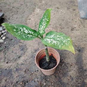 pokok hidup 35cm indoor outdoor plant