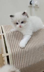 ragdoll