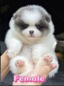 Pomeranian Panda Parti Color Female Puppy