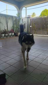 Husky Male Mating