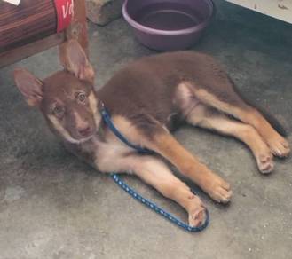 German Shepherd