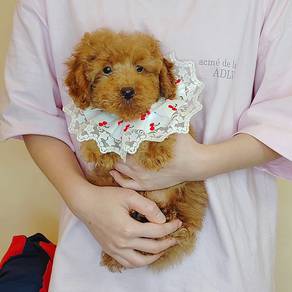Toy Poodle