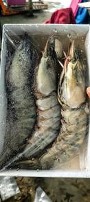 Udang Harimau Laut Mega 