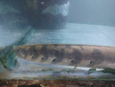 Chana maru