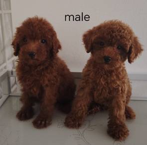 toy poodle 