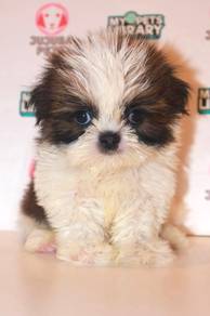 f46 Cute Shihtzu Puppy