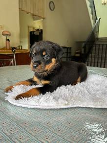 Rottweiler puppies 🐶🐾