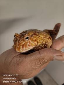 pacman albino adult (Male)