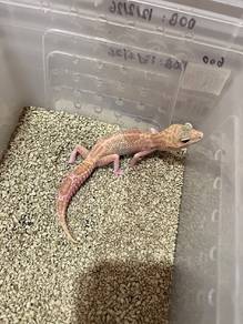 Msr gecko