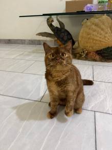 bsh cinnamon tortie with cert
