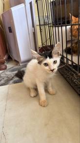 Anak kucing untuk di adopt free